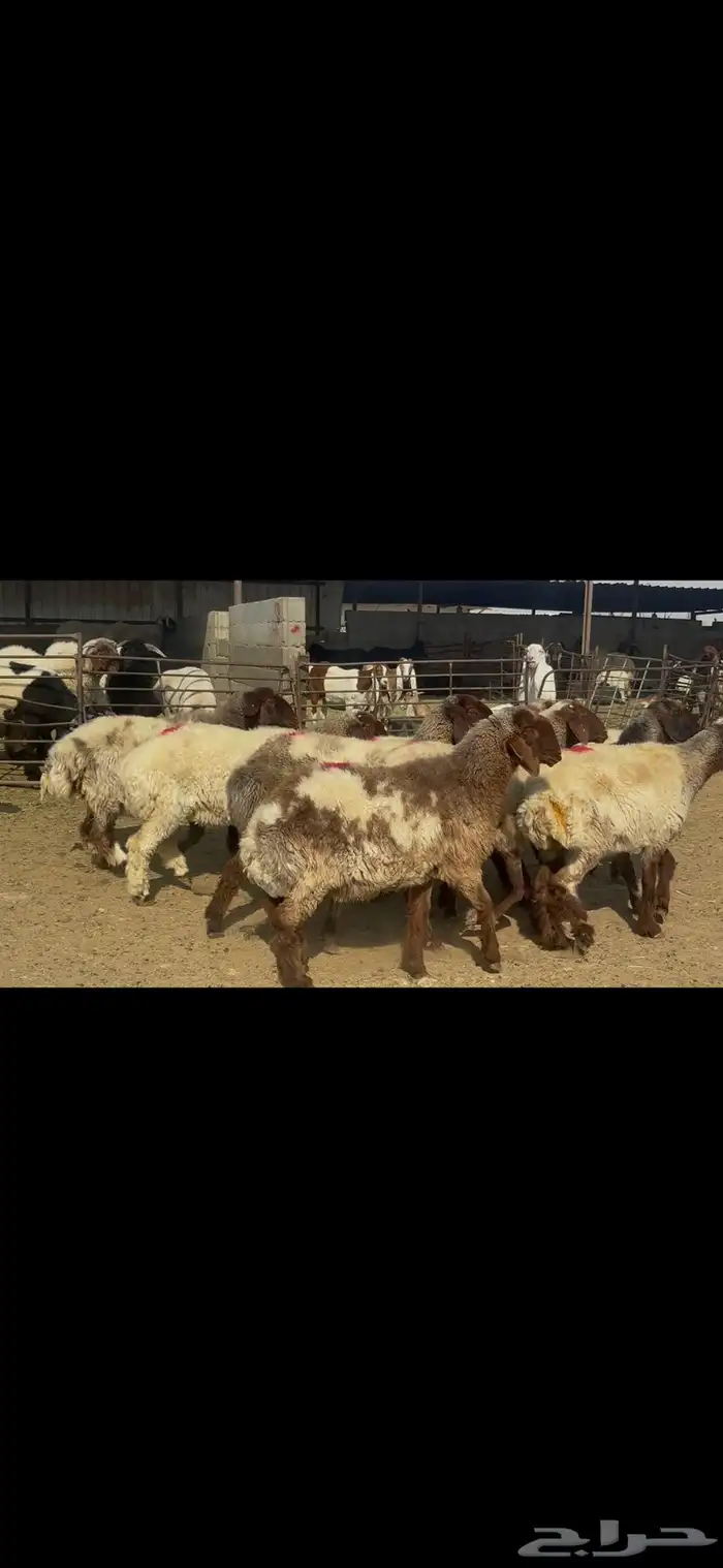 غنم نعيم شرط الدفيع . 7