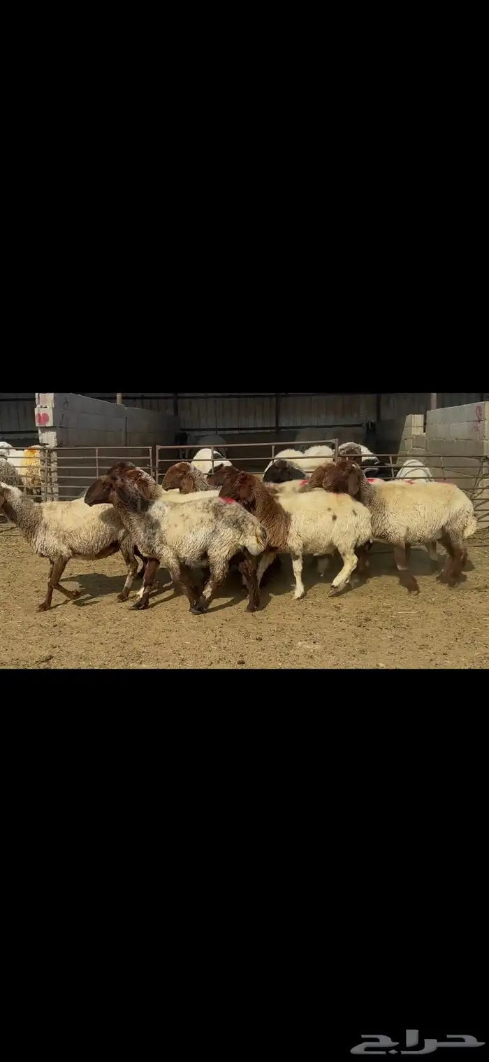 غنم نعيم شرط الدفيع . 11