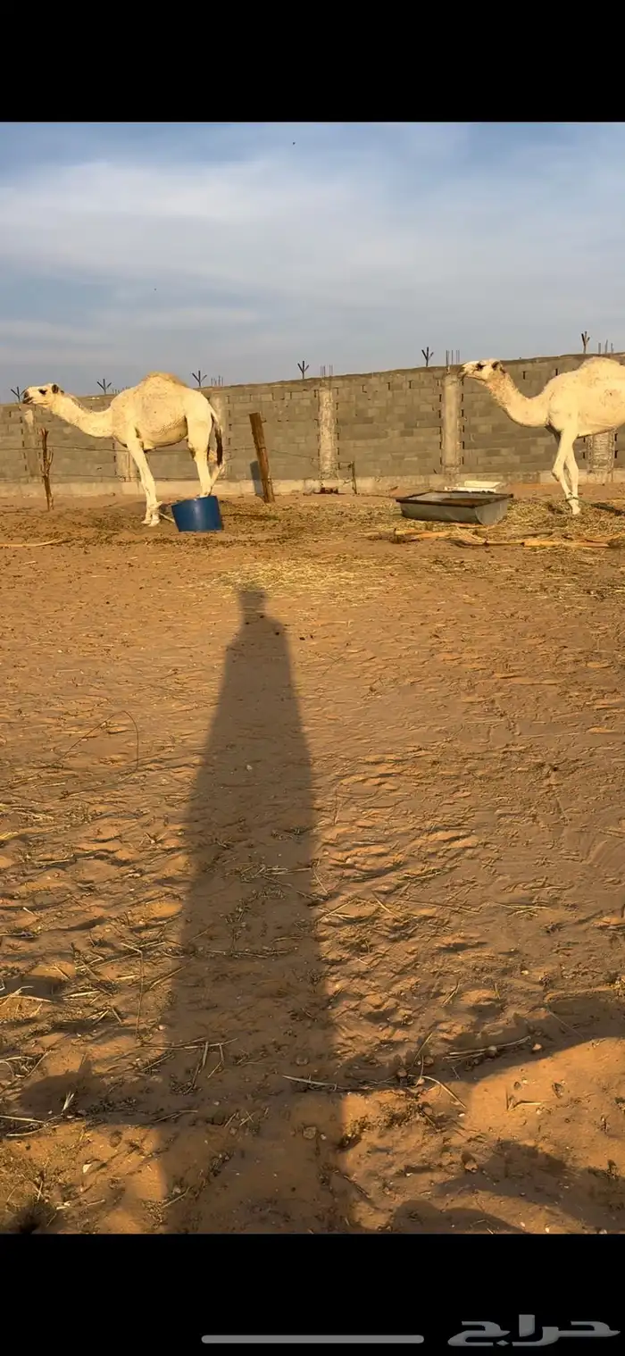 قعدان للبيع 0