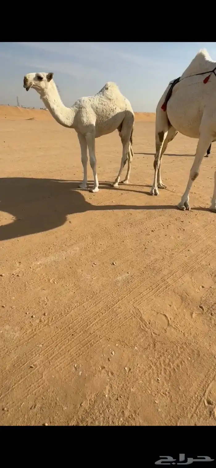 عشرا باتليه كفو 0