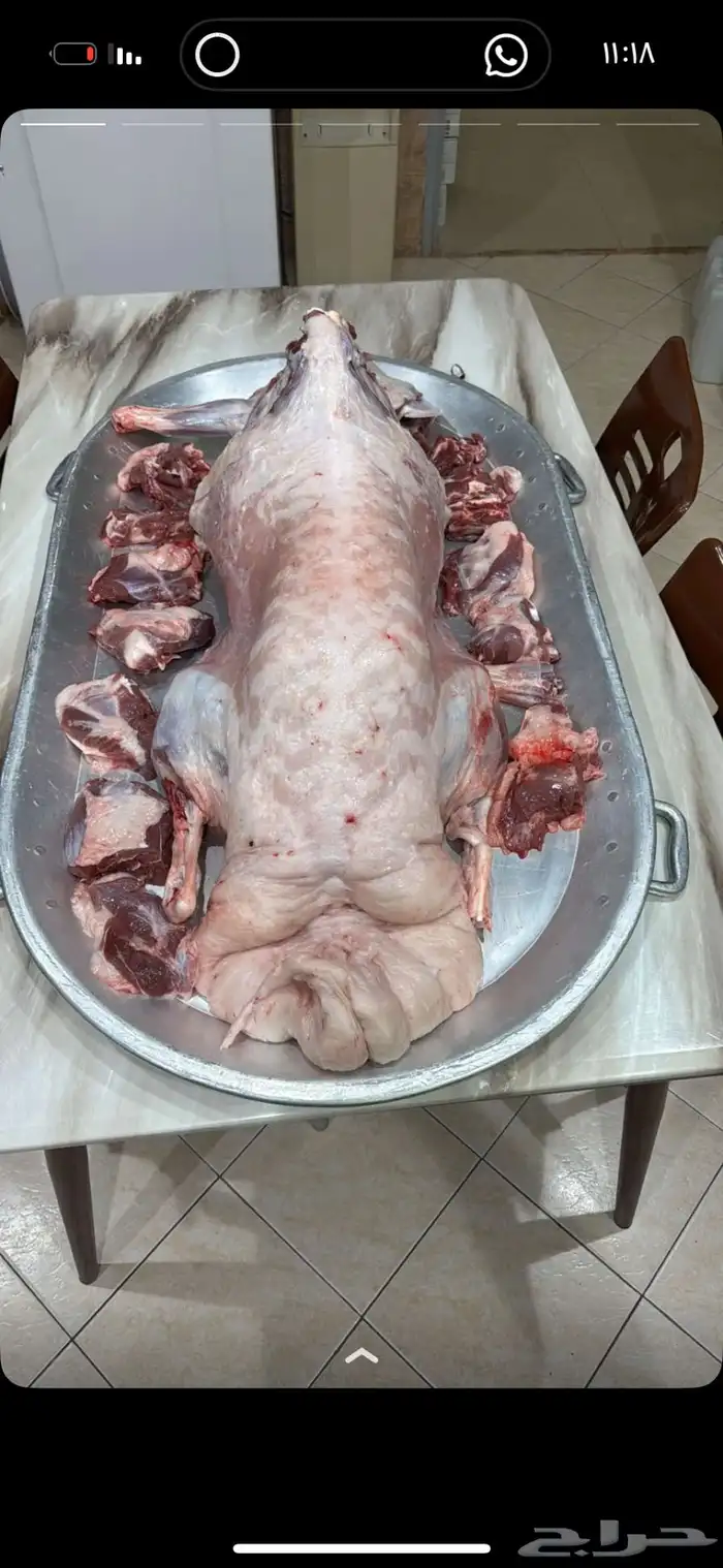 جذعان نعيم وحريات 3