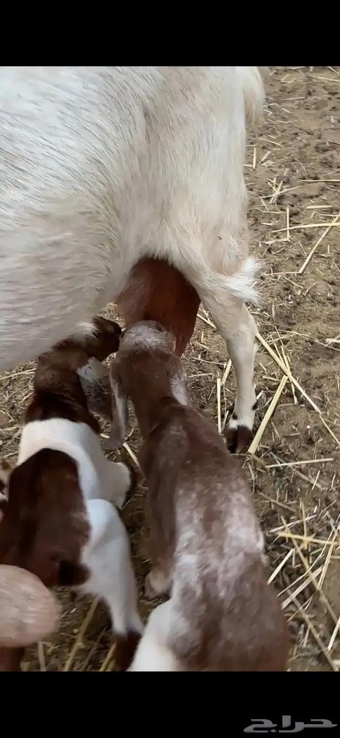 عنز مصريه والد متاومه تحتها 2 تيس وجفره 3