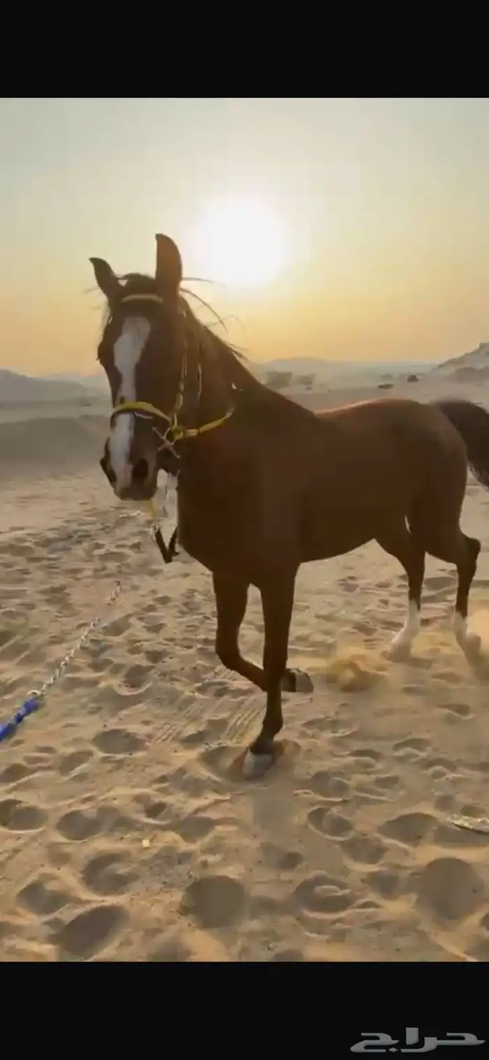 فرس شعبيه لقاح 0