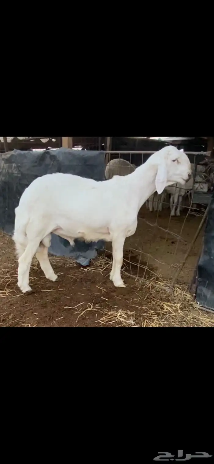 مشروع فحل حري خصم الخصم راس كارثه 1