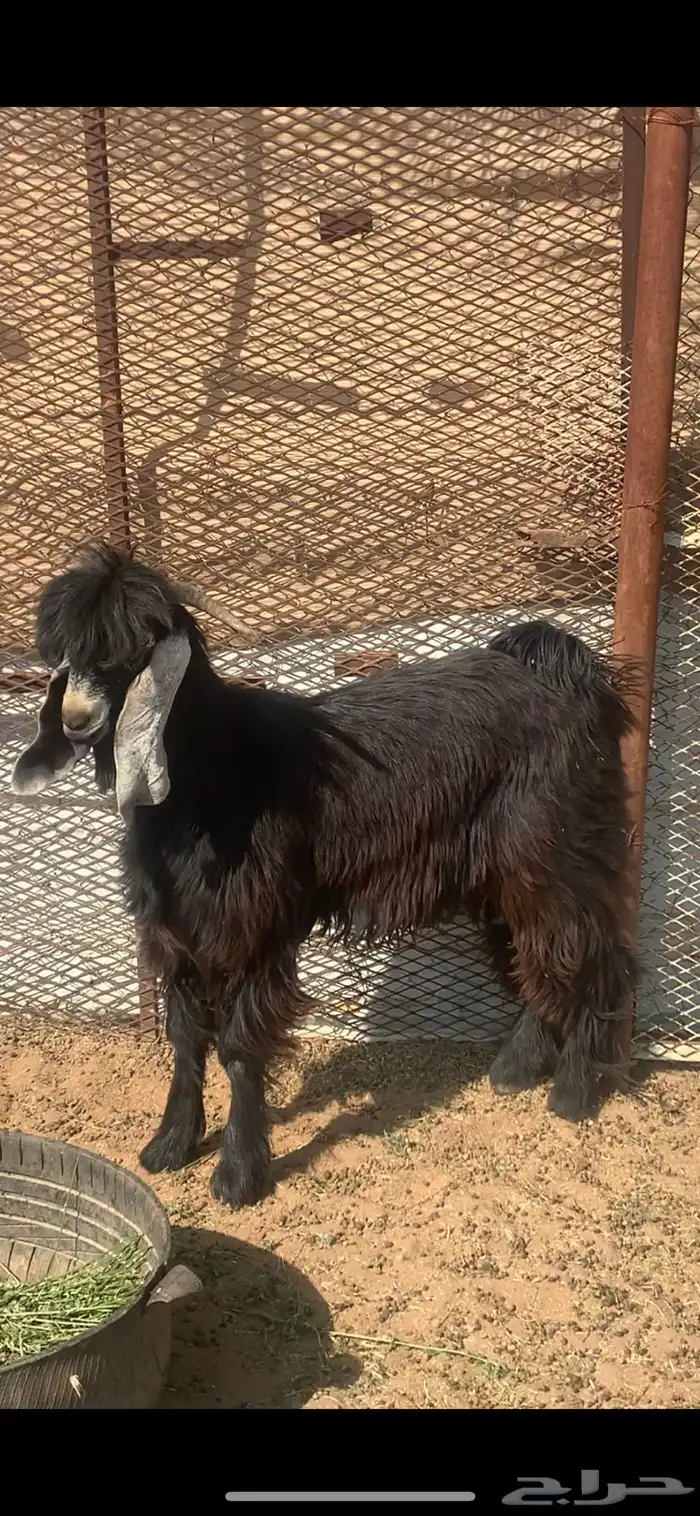 للبيع تيس عارضي جذع مشروع فحل ممتاز 5