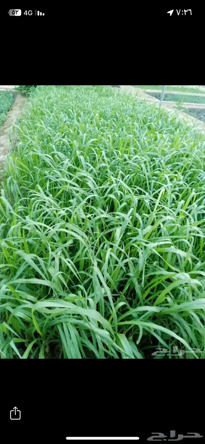 مطلوب علف بونيكام 0