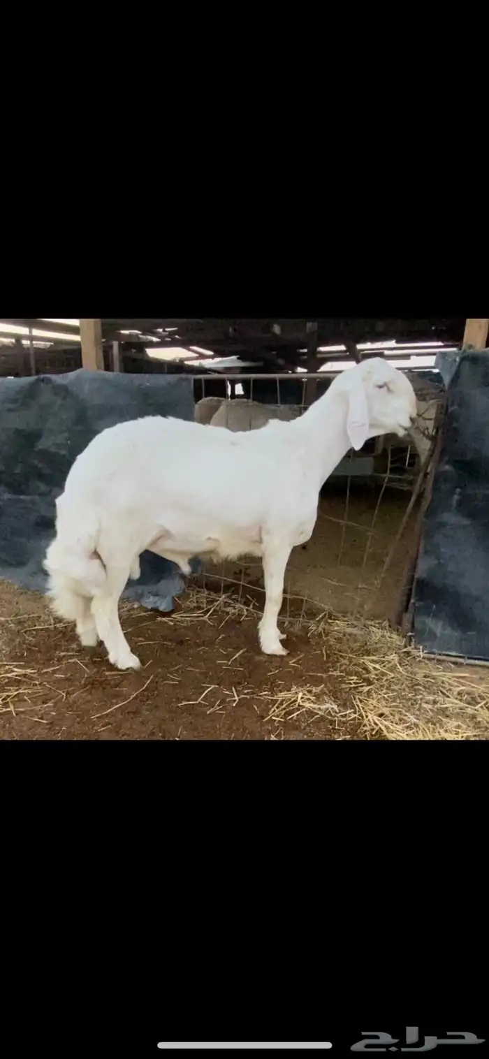 مشروع فحل حري خصم الخصم راس كارثه 2