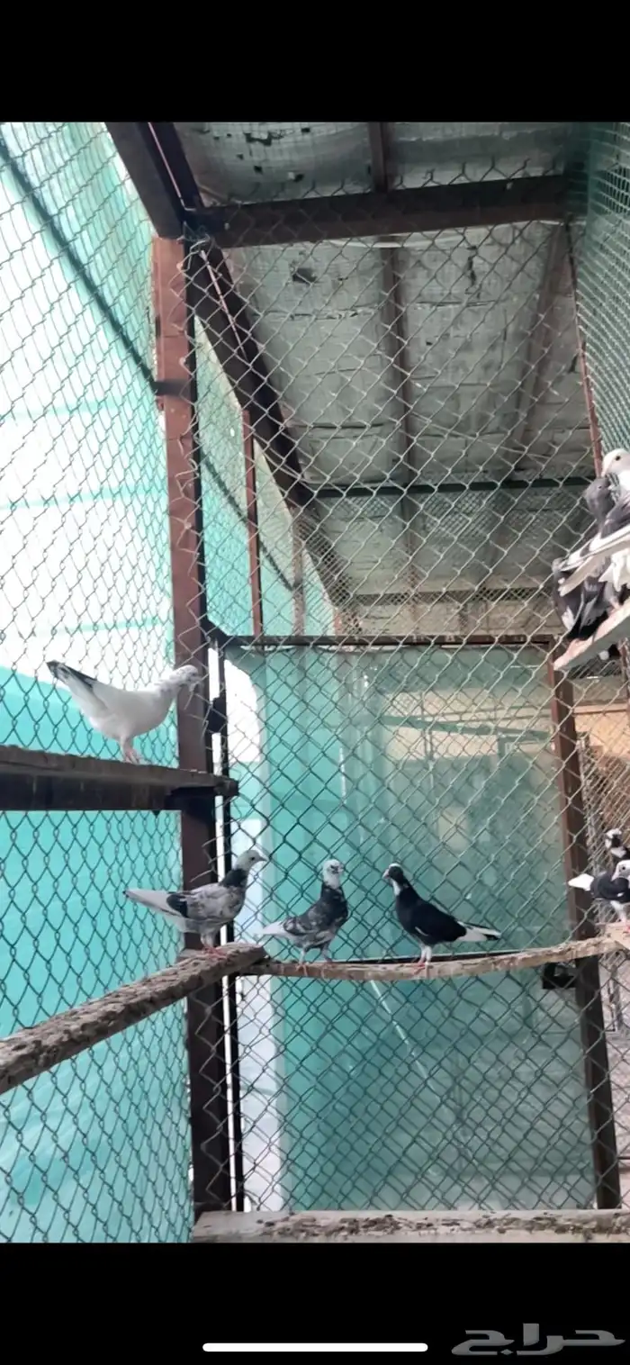 طبات مميزه معاريف 7