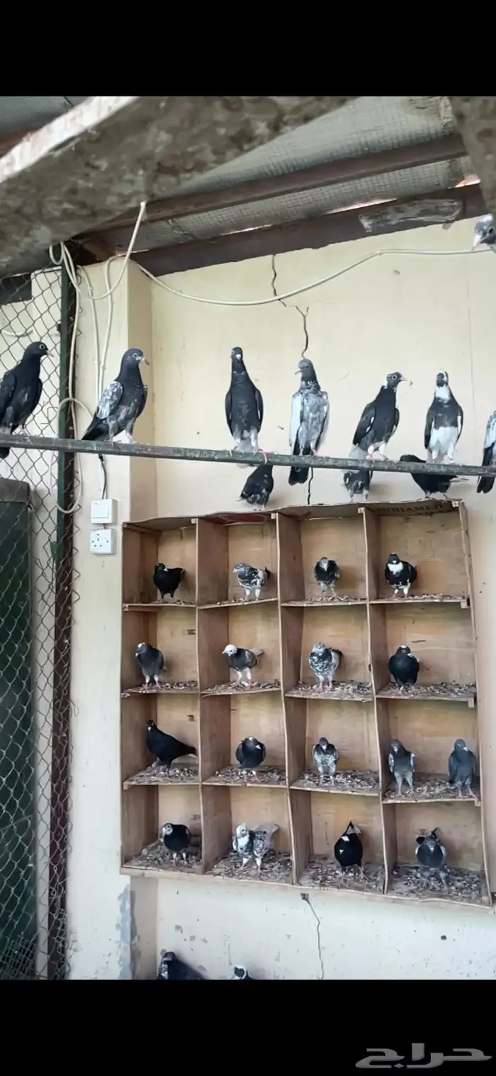 طبات مميزه معاريف 12