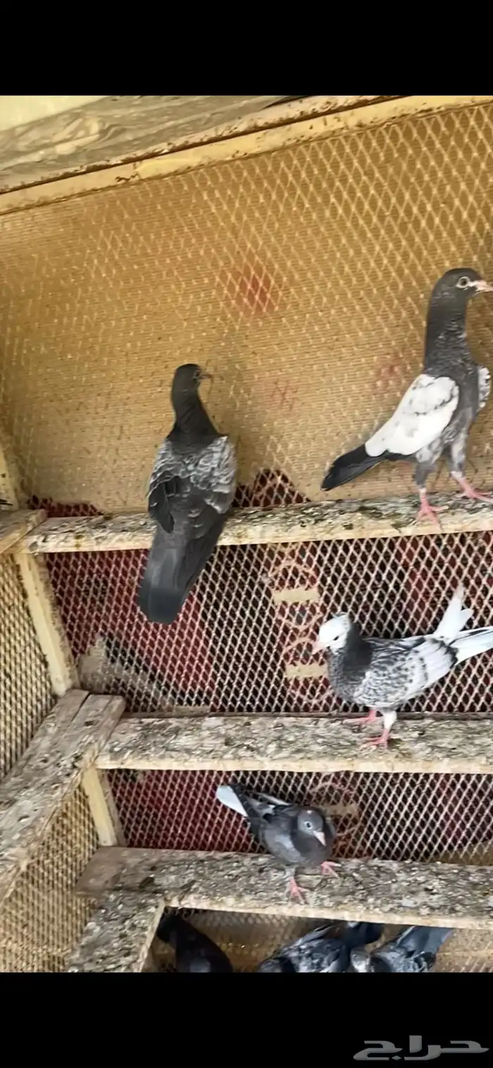 طبات مميزه معاريف 8