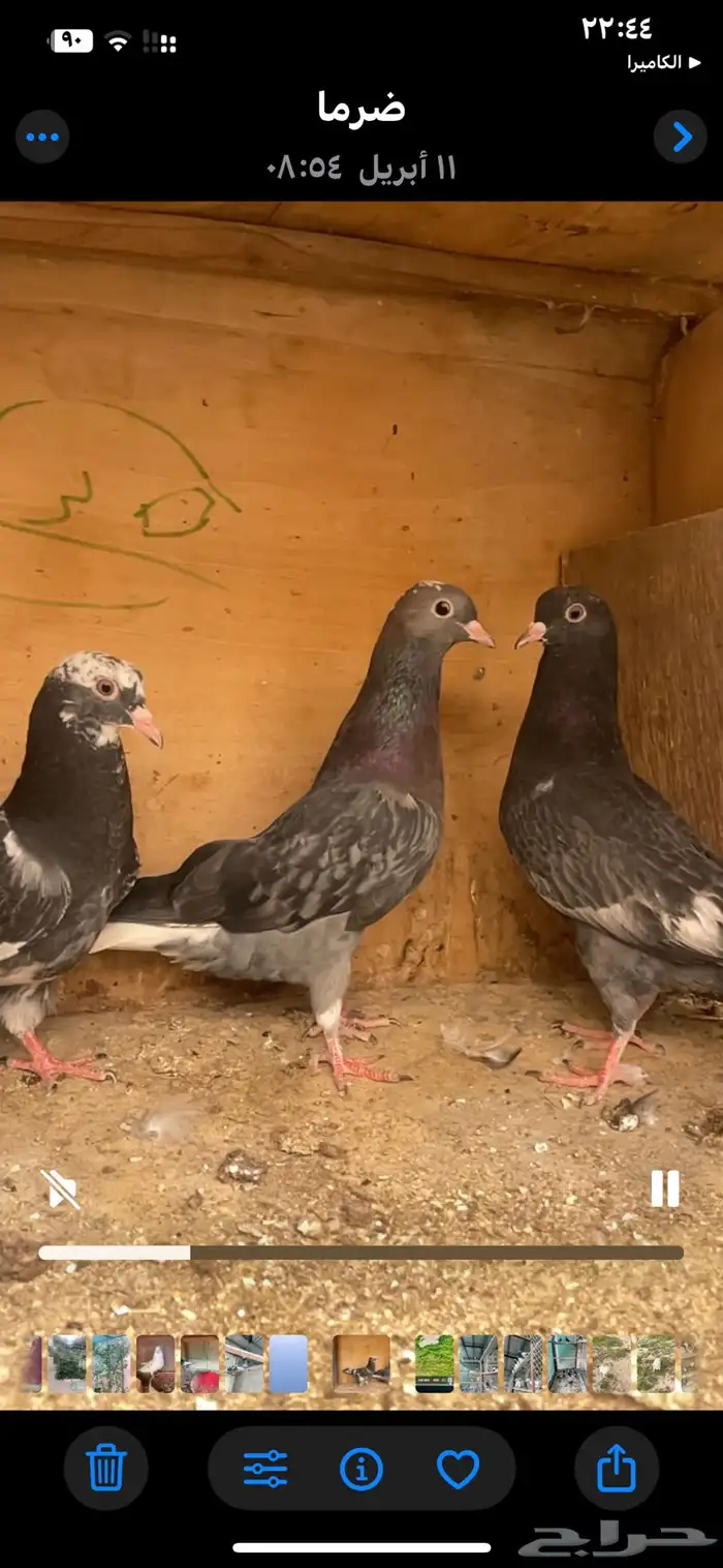 طبات مميزه معاريف 9