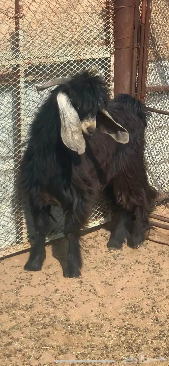 للبيع تيس عارضي جذع مشروع فحل ممتاز 3