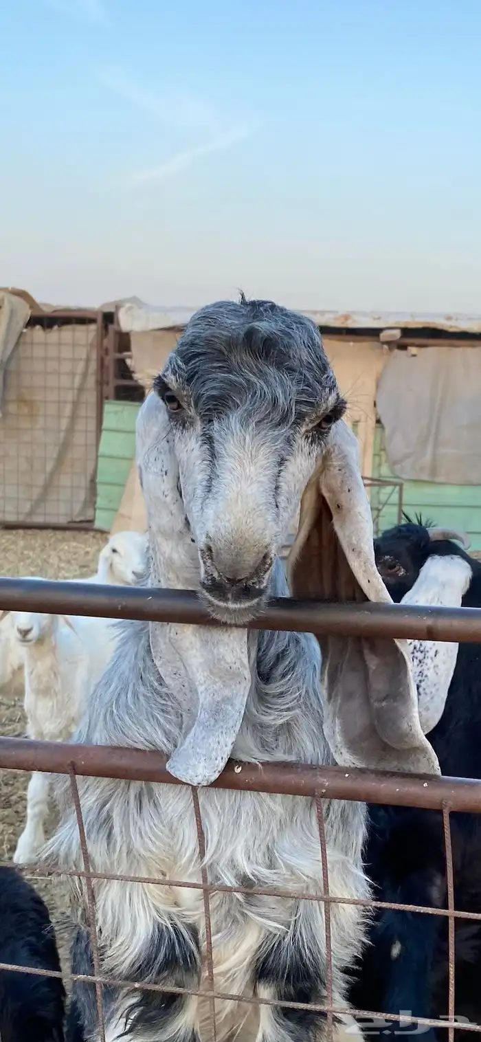 السلام عليكم للبيع التيس العارضي الكفو السن جذع 0