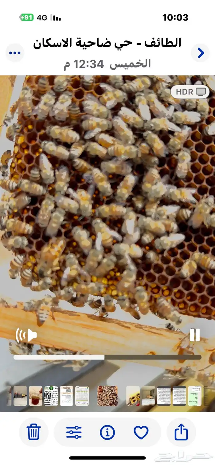 للبيع ملكة نحل بلدي ملقحة 0
