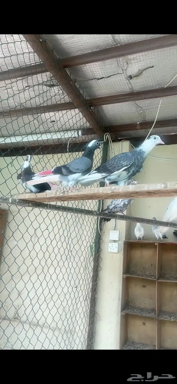 طبات مميزه معاريف 10