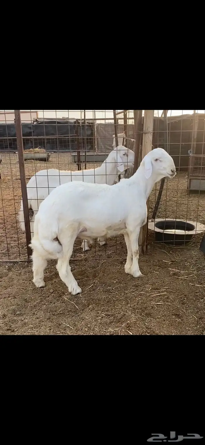 مشروع فحل حري خصم الخصم راس كارثه 3