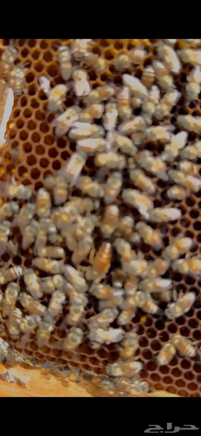 للبيع ملكة نحل بلدي ملقحة 1