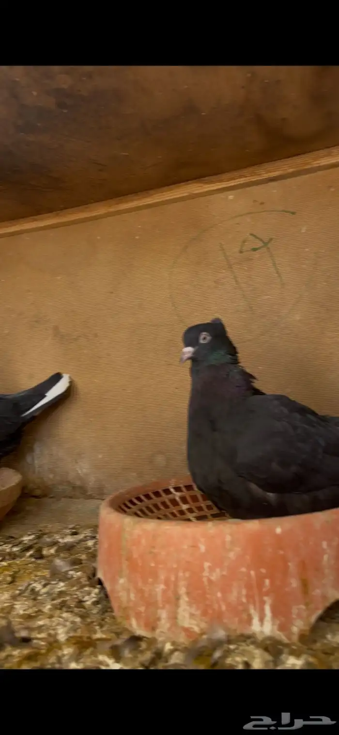 طبات مميزه معاريف 14