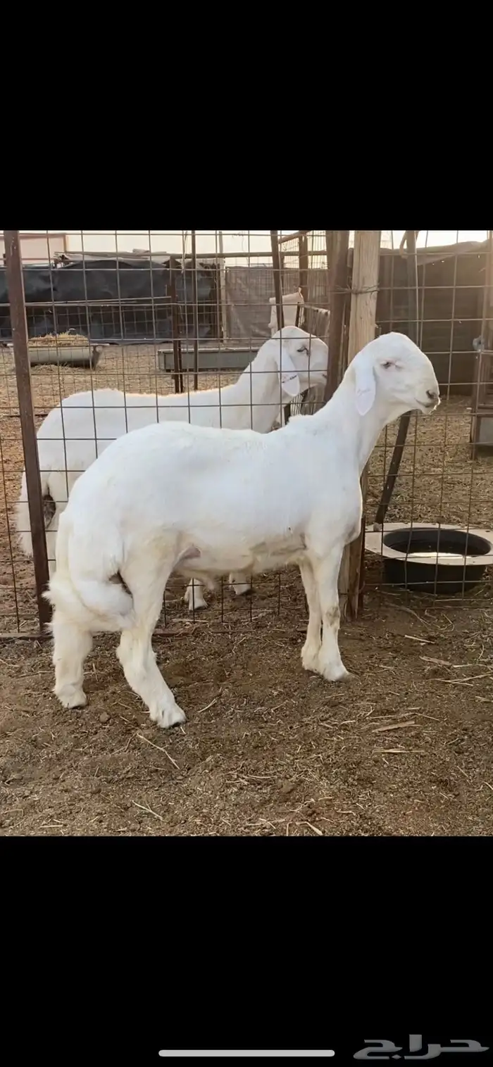 مشروع فحل حري خصم الخصم راس كارثه 4