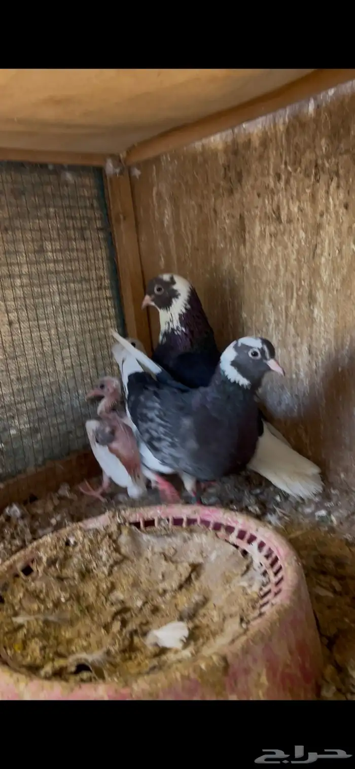 طبات مميزه معاريف 13