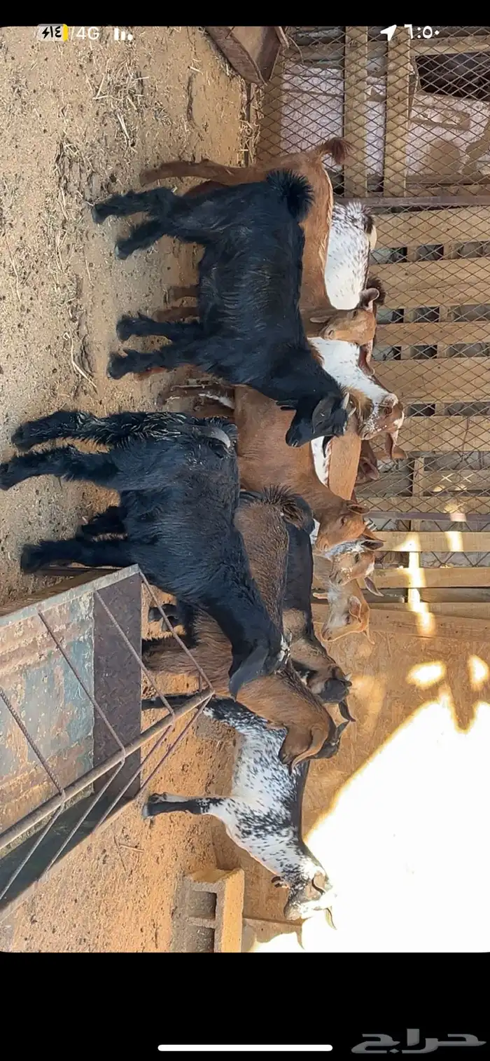 تيوس وعنقان 3