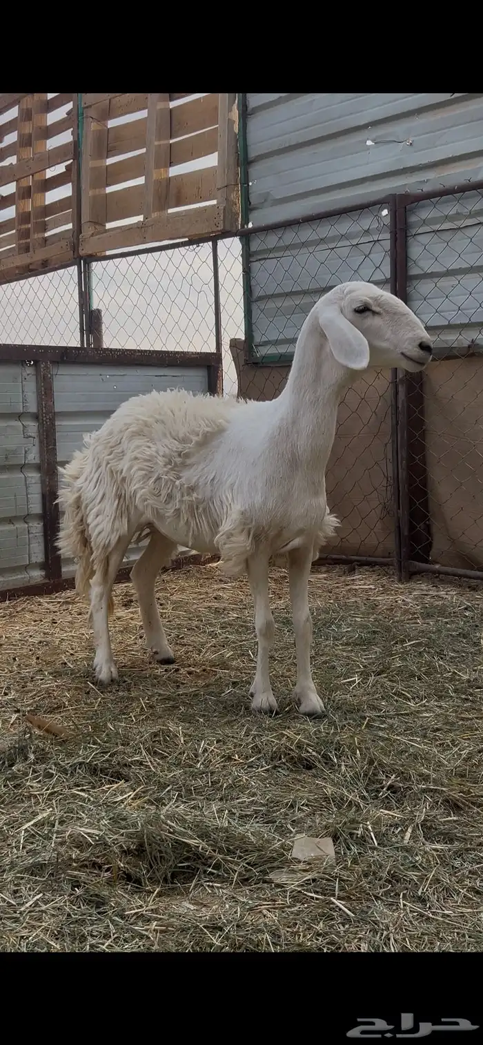 حريه صنف للبيع 0