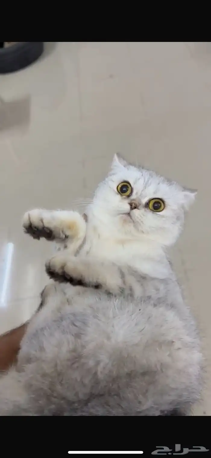 للبيع انثى سكوتش ستريت سلفر مستوى فاخر 1