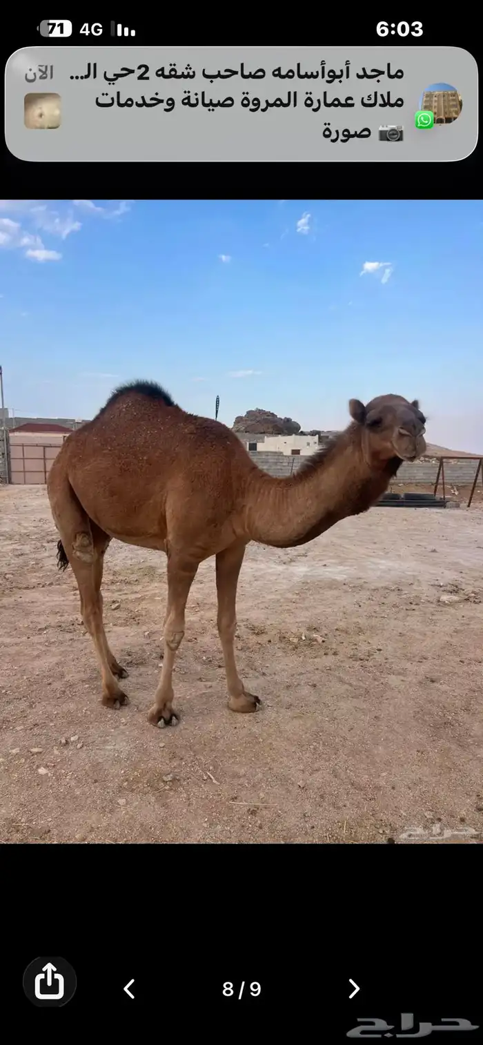 للبيع بكرة لقيه ابوها كفو ومعروف 3