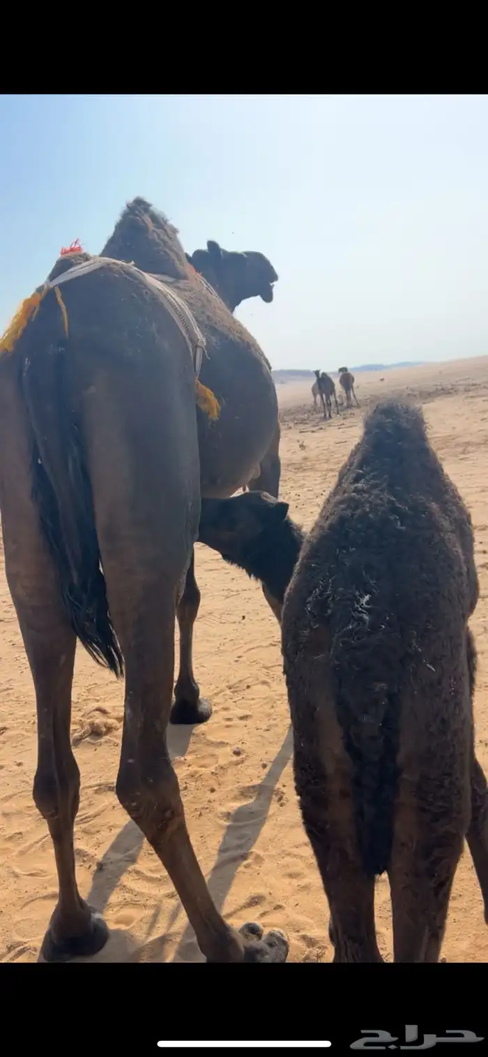 خلفة مجهم كفو 0