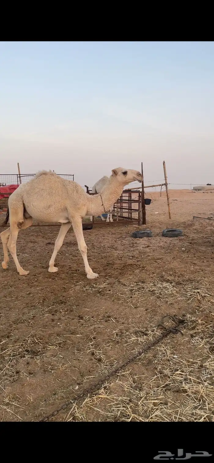 قعود مفرود للبيع 1