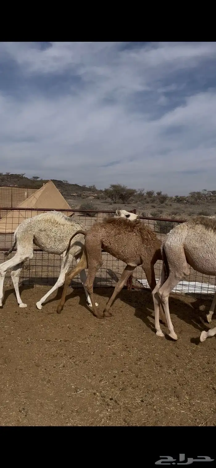 حشو تربه للبيع 3