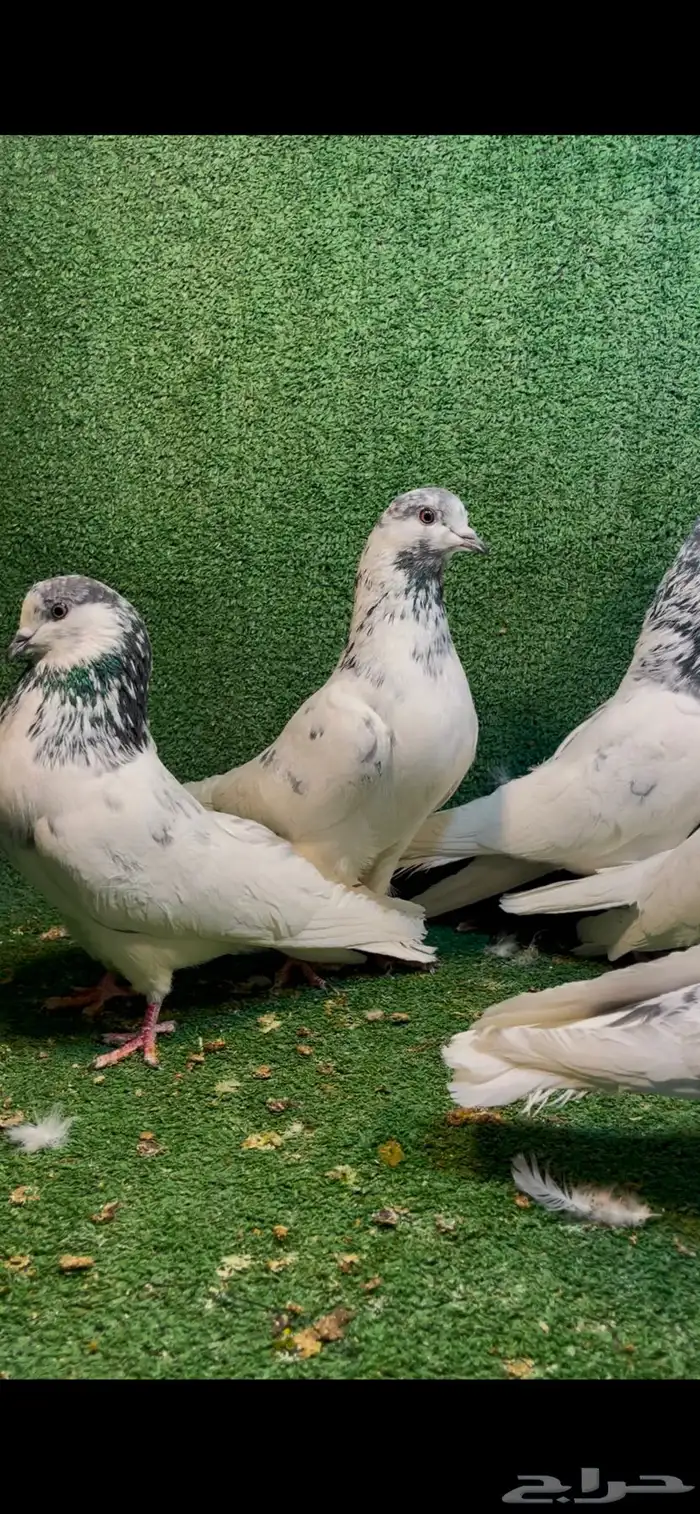 للبيع حمام بانتيز 2