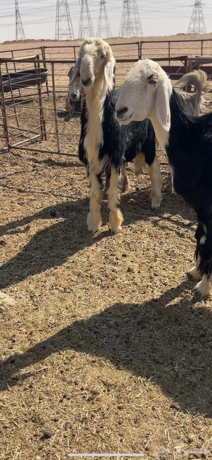 خروف نجدي فحل 3