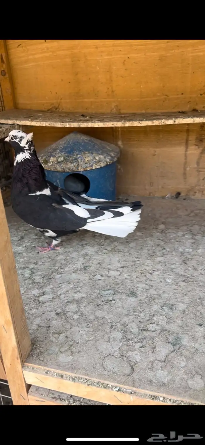 حمام قطيفي للبيع (تم البيع ) 7