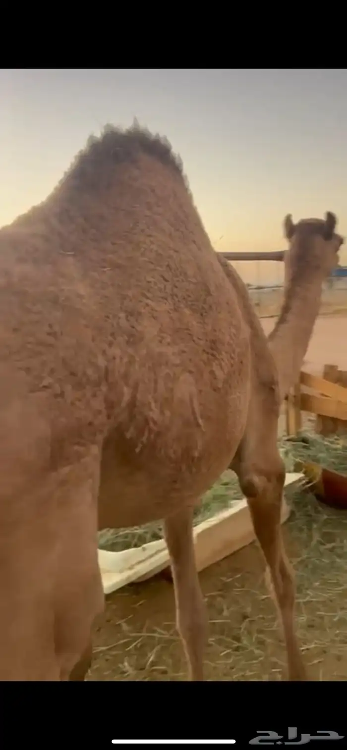 قعدان للبيع 0