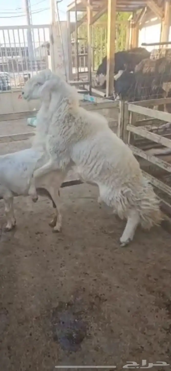 للبيع خرفان فحول 3