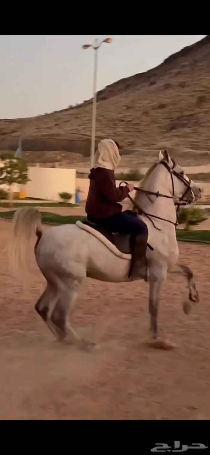 حصان مصري بيور صافي 1