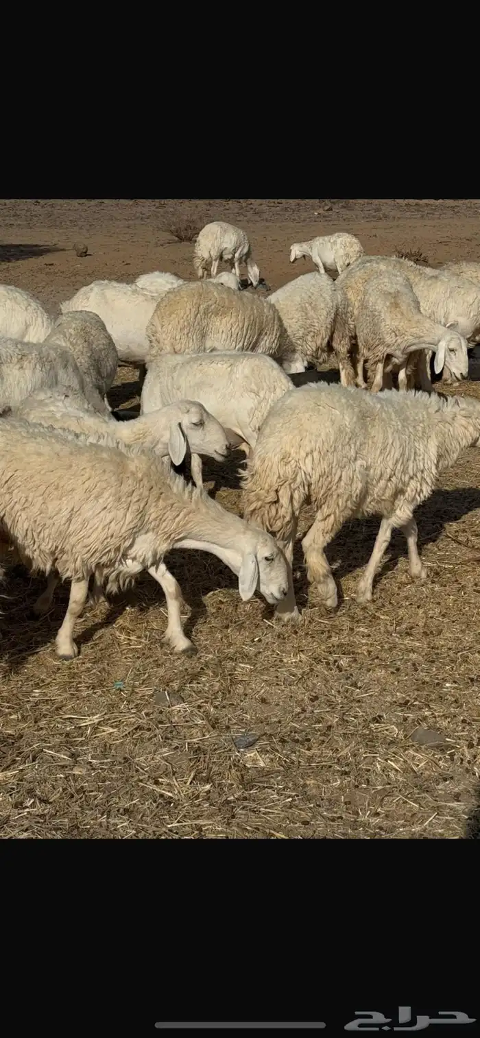 حريات حرش 12