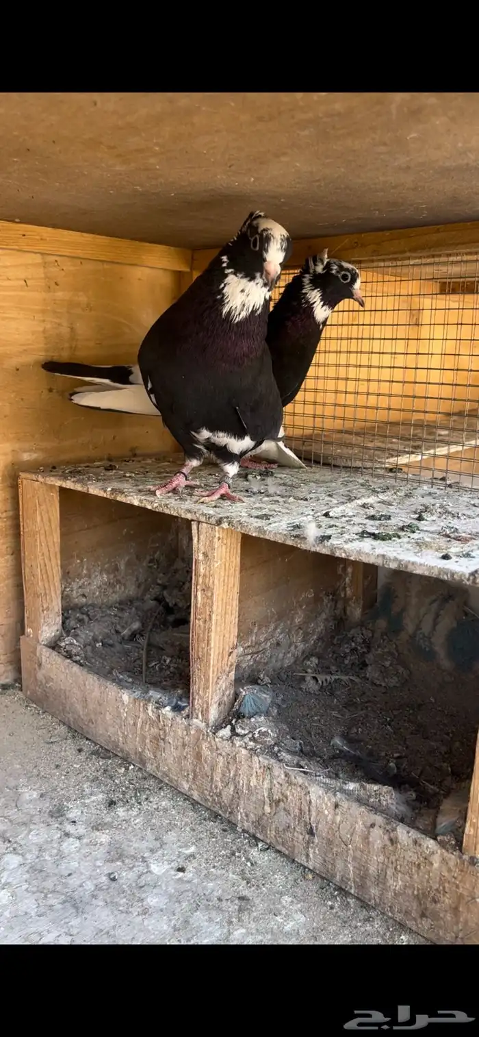حمام قطيفي للبيع (تم البيع ) 15