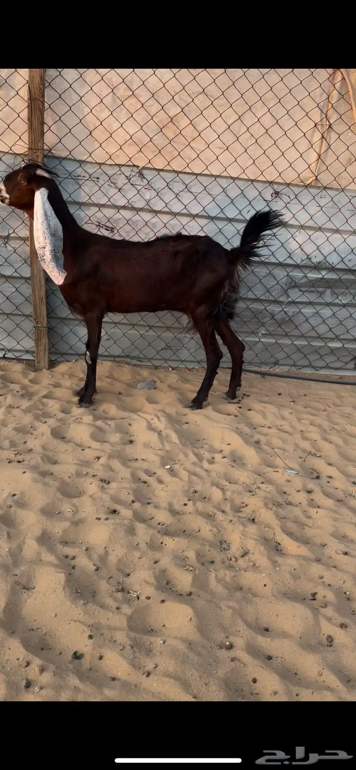 للبيع عنز متبع بطلي ورخل 0