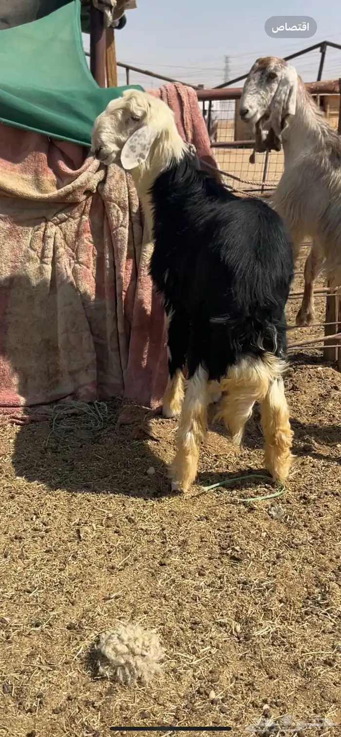 خروف نجدي فحل 2