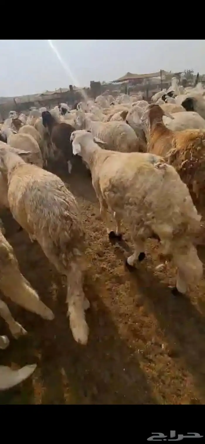 طليان سواكن مرابي اوزان 0