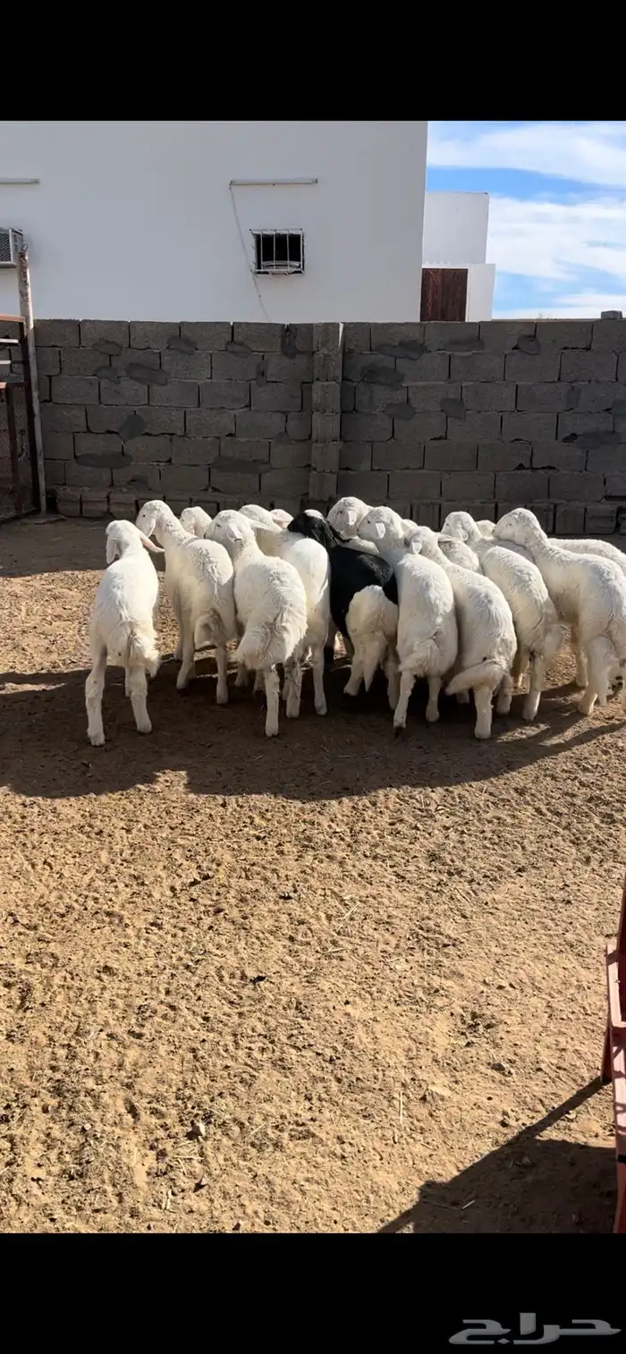 طليان تربيه للبيع 0