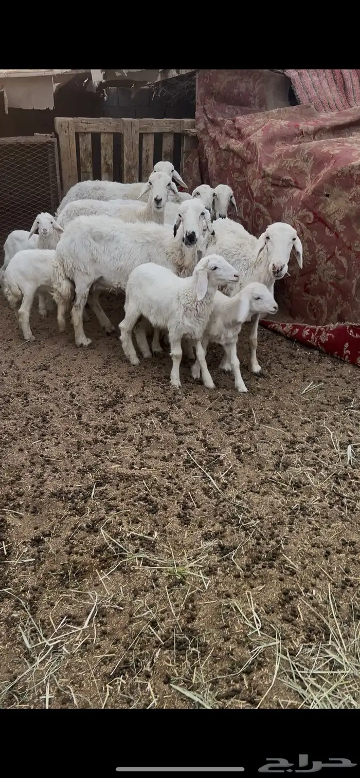 حريات متابيع 8