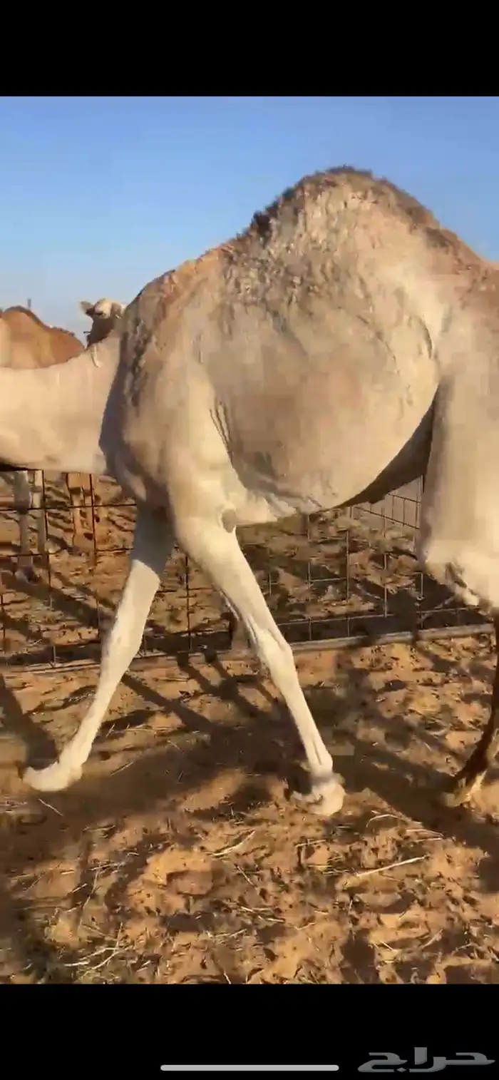 قعدان للبيع 4