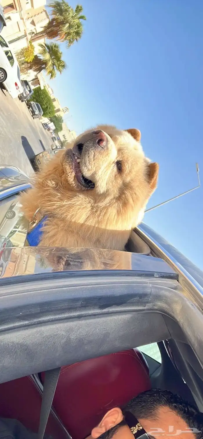 لأبي كلب Chow Chow 5