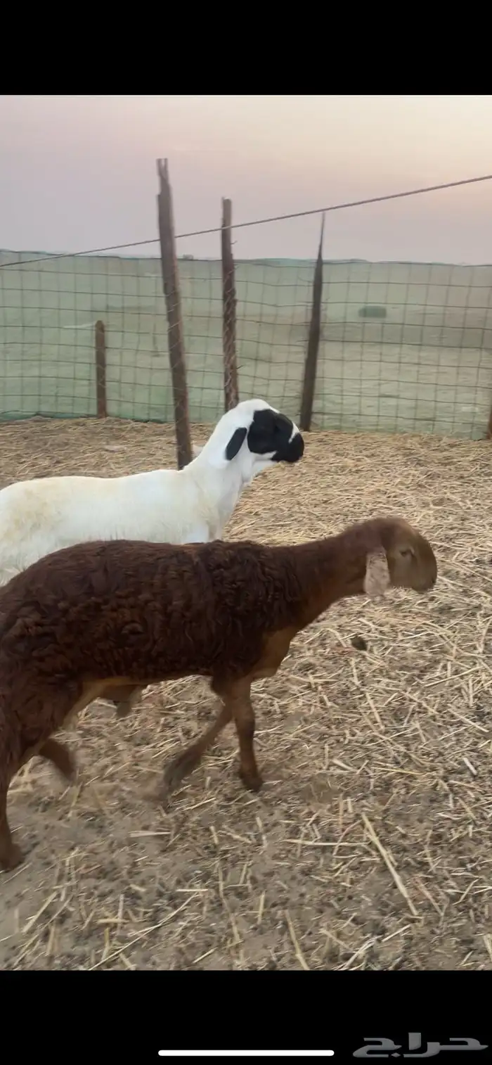 ذبائح حري وسواكني نظيفة على البرسيم والشعير شرط 3