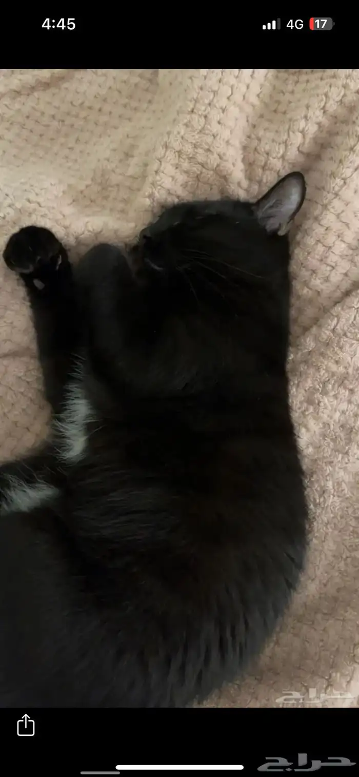 قطط للتبني 1