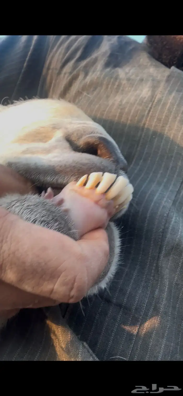 تيس هولندي فحل شرط القريع 3