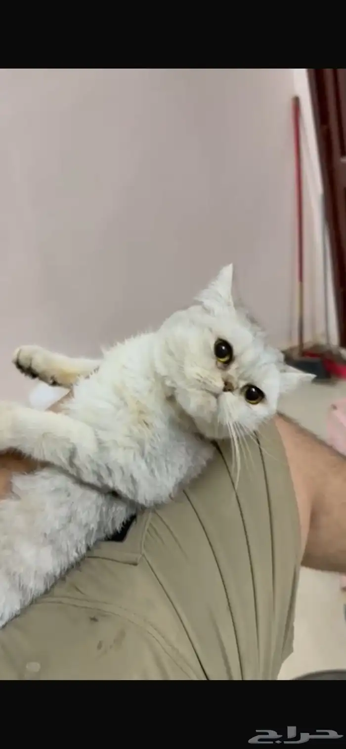 للبيع انثى سكوتش ستريت سلفر مستوى فاخر 2